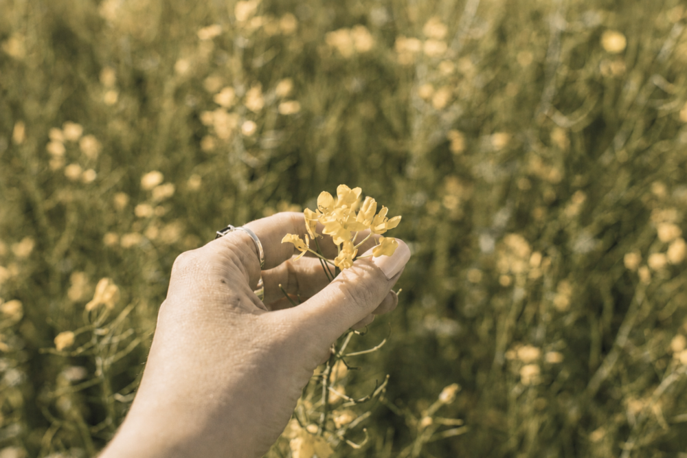 rapeseed