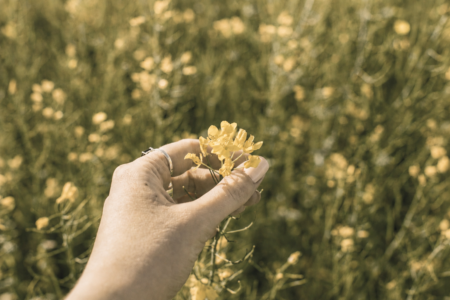 rapeseed