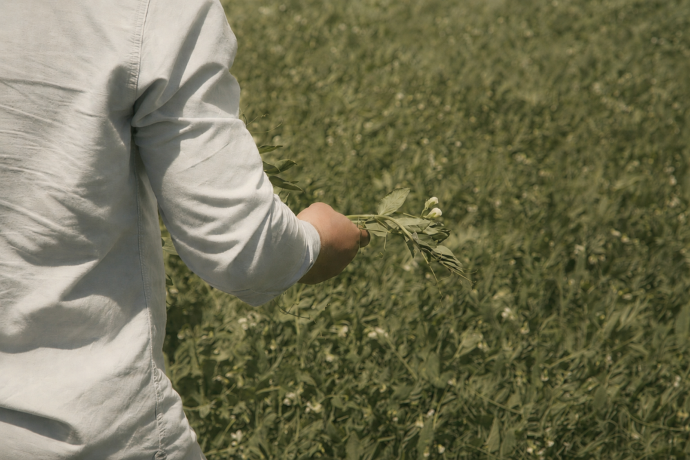 Field beans