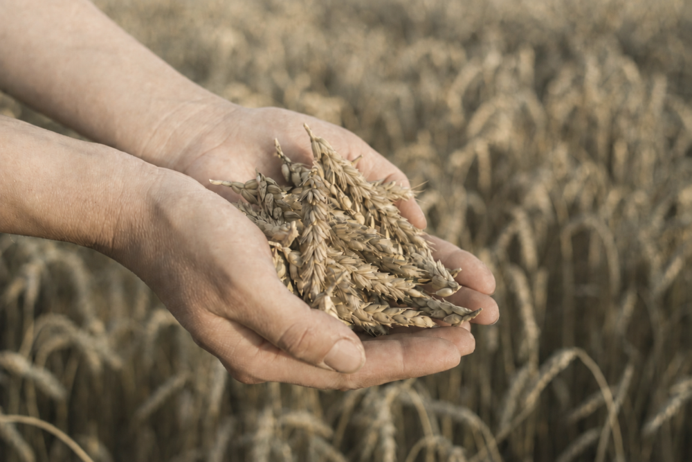 wheat
