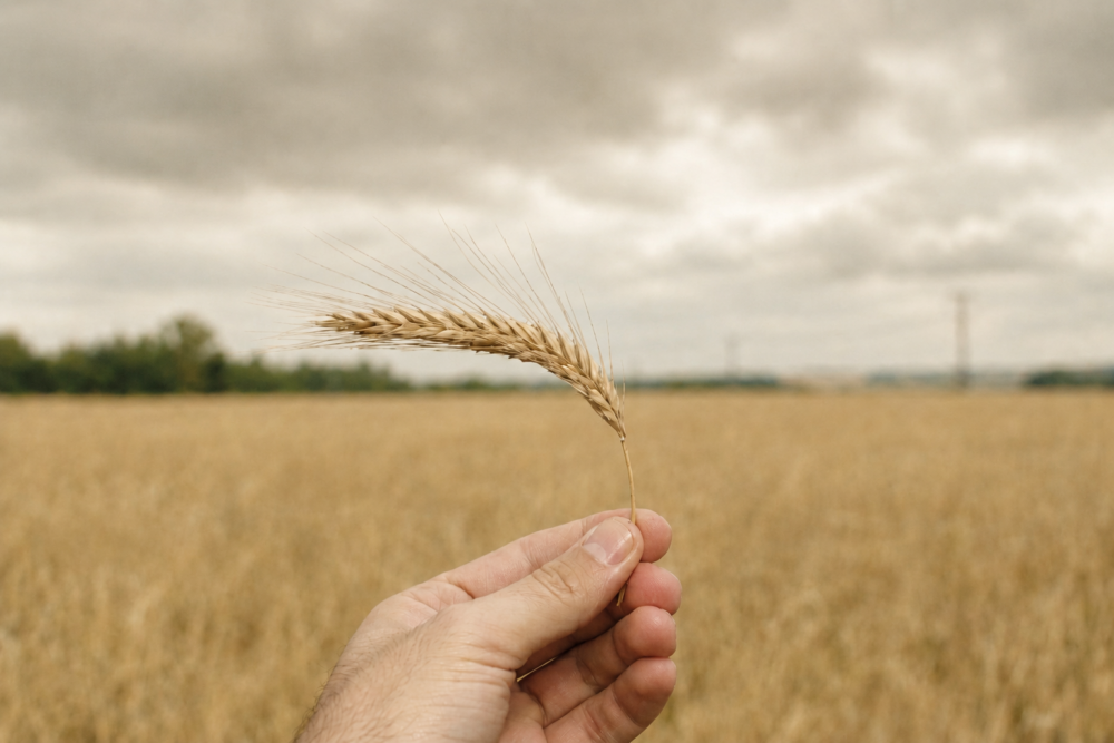 Barley