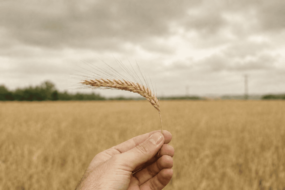 Crops - Barley - Holland Agro