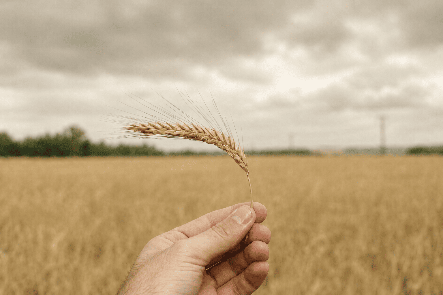Crops - Barley - Holland Agro