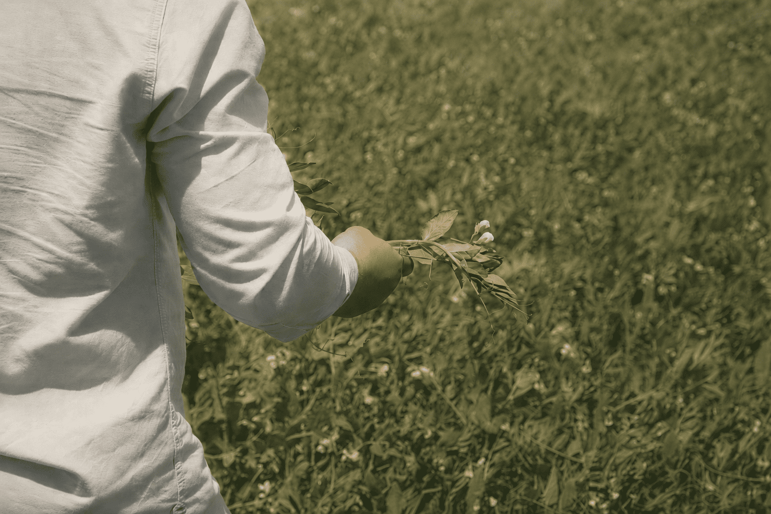 Crops - Field Beans - Holland Agro