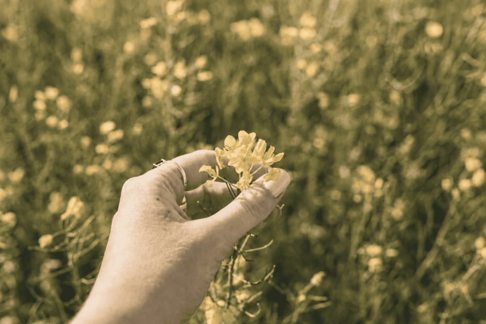 Crops - Rapeseed - Holland Agro