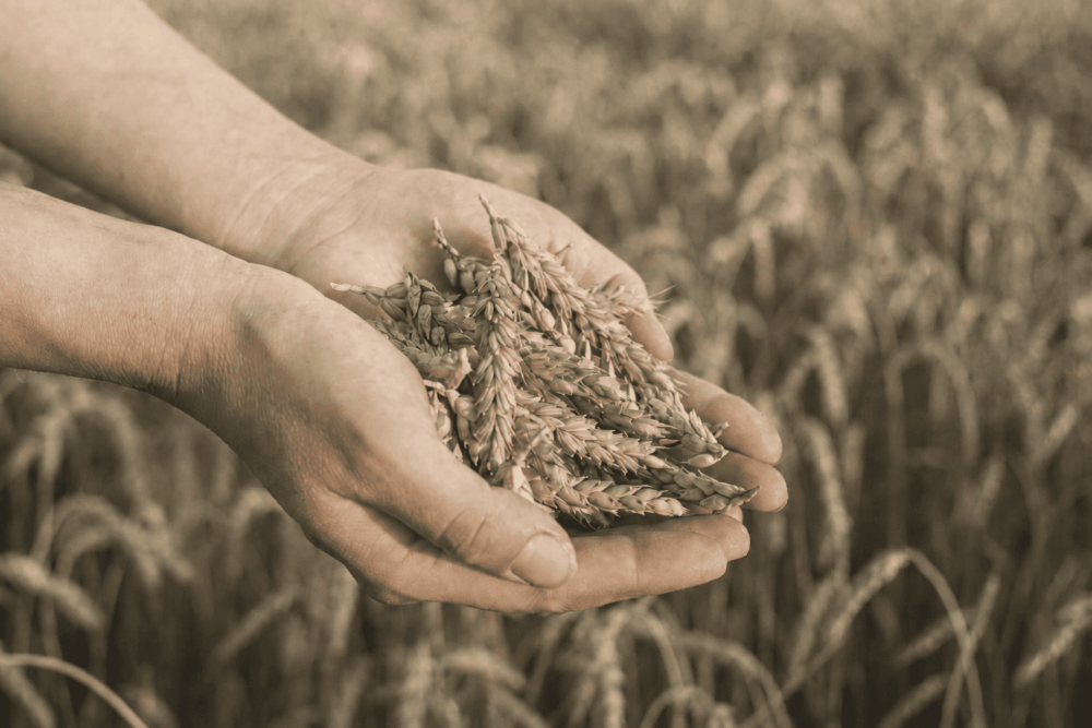 Crops - Winter wheat - Holland Agro