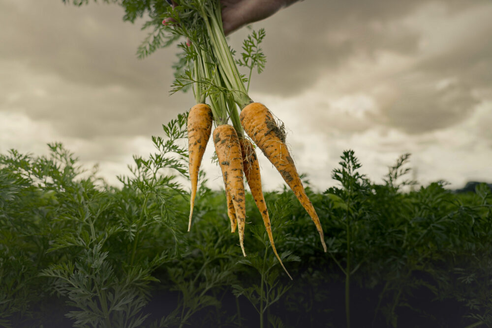 Holland Agro carrots close-up