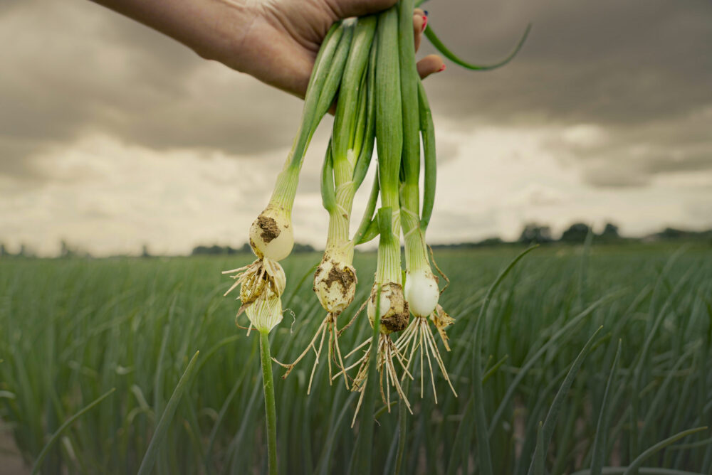 Hand holding onions Holland Agro