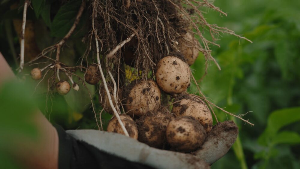 Holland Agro potatoes close up